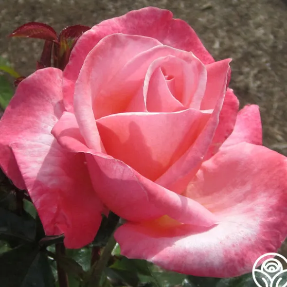 Heirloom Roses Silver Jubilee® Online