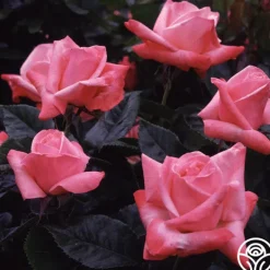 Heirloom Roses Silver Jubilee® Online