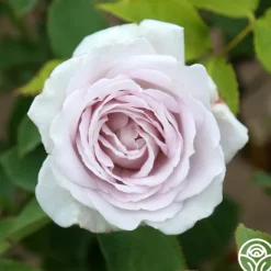 Heirloom Roses Silver Shadows Hot