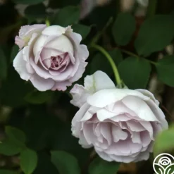 Heirloom Roses Silver Shadows Hot
