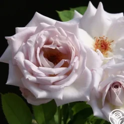 Heirloom Roses Silver Shadows Hot