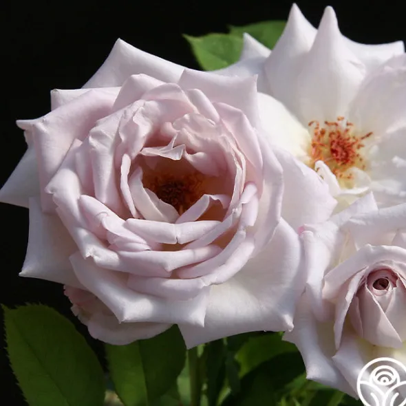 Heirloom Roses Silver Shadows Hot