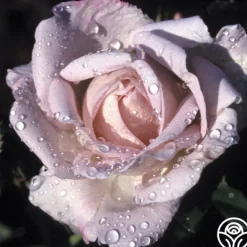 Heirloom Roses Silver Shadows Hot