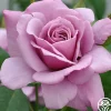 Heirloom Roses Silver Star ™ New