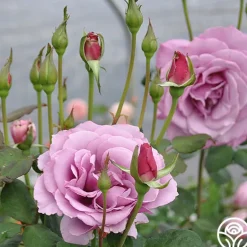 Heirloom Roses Silver Star ™ New
