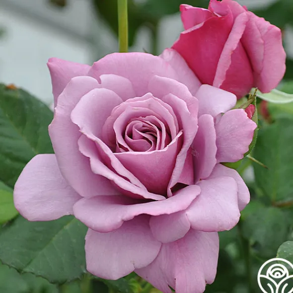 Heirloom Roses Silver Star ™ New