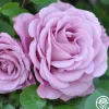 Heirloom Roses Singin' The Blues Clearance