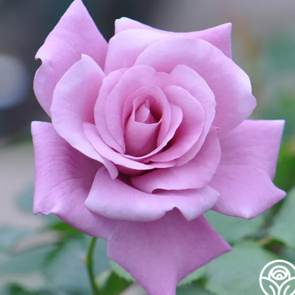 Heirloom Roses Singin' The Blues Clearance