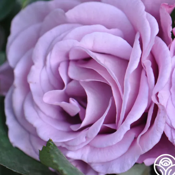 Heirloom Roses Singin' The Blues Clearance