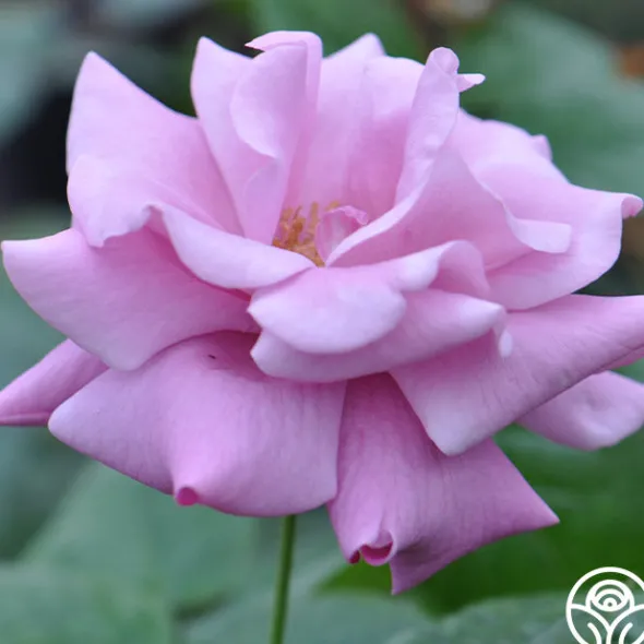 Heirloom Roses Singin' The Blues Clearance