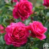 Heirloom Roses Sir John Betjeman Outlet
