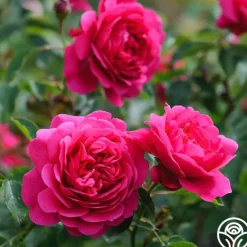 Heirloom Roses Sir John Betjeman Outlet