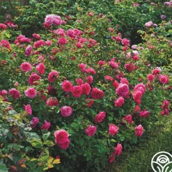 Heirloom Roses Sir John Betjeman Outlet