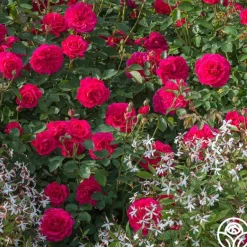 Heirloom Roses Sir John Betjeman Outlet