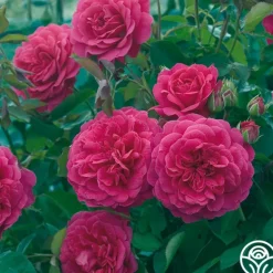 Heirloom Roses Sir John Betjeman Outlet