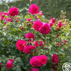 Heirloom Roses Sir John Betjeman Outlet
