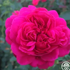 Heirloom Roses Sir John Betjeman Outlet