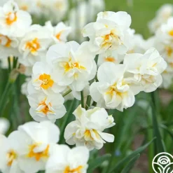 Heirloom Roses Sir Winston Churchill Clearance