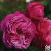 Heirloom Roses Sister Emmanuelle™ New