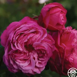 Heirloom Roses Sister Emmanuelle™ New