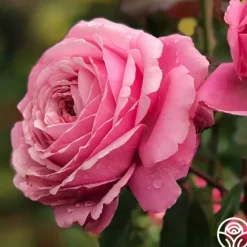 Heirloom Roses Sister Emmanuelle™ New