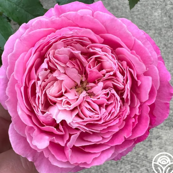 Heirloom Roses Sister Emmanuelle™ New