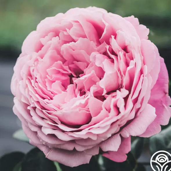 Heirloom Roses Sister Emmanuelle™ New