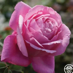 Heirloom Roses Sister Emmanuelle™ New