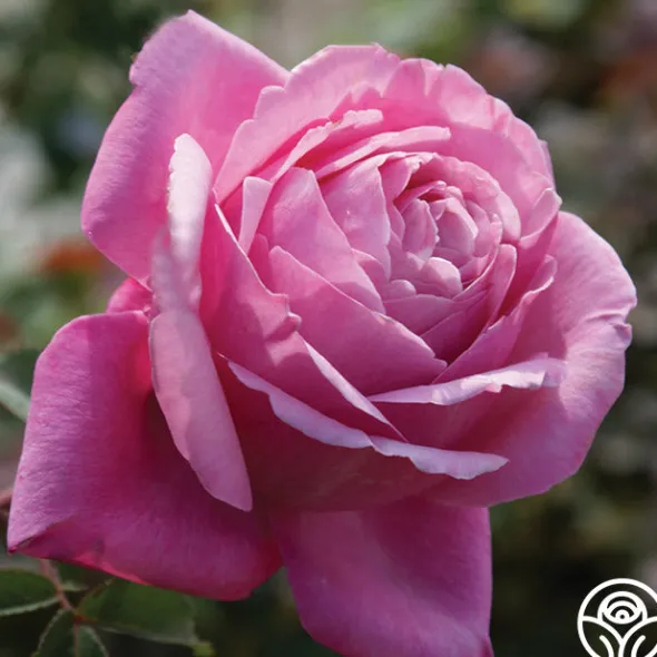 Heirloom Roses Sister Emmanuelle™ New