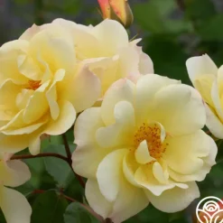 Heirloom Roses Sky's The Limit™ New