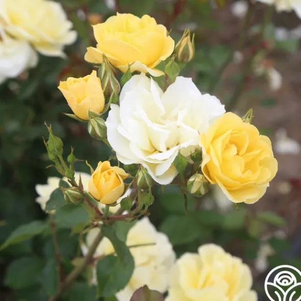 Heirloom Roses Sky's The Limit™ New