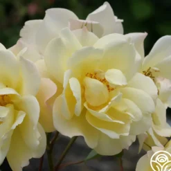 Heirloom Roses Sky's The Limit™ New