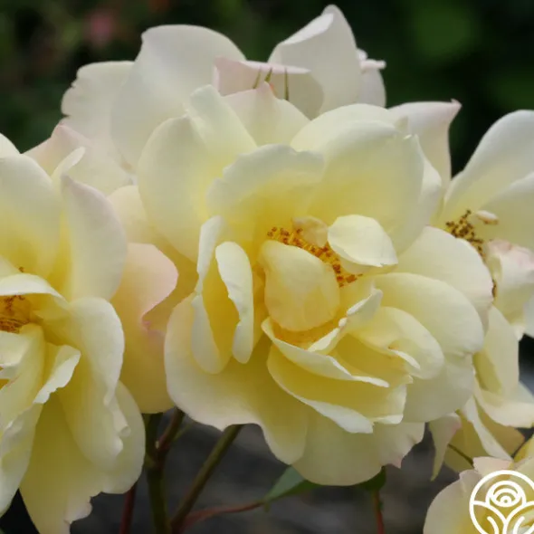 Heirloom Roses Sky's The Limit™ New