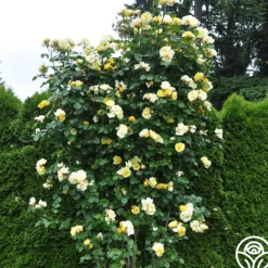 Heirloom Roses Sky's The Limit™ New