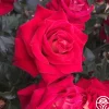 Heirloom Roses Smart & Sassy Best