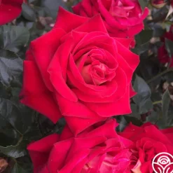 Heirloom Roses Smart & Sassy Best