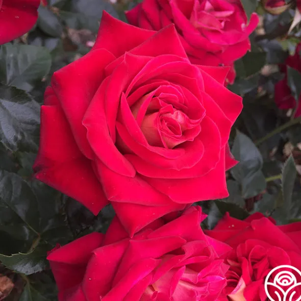Heirloom Roses Smart & Sassy Best