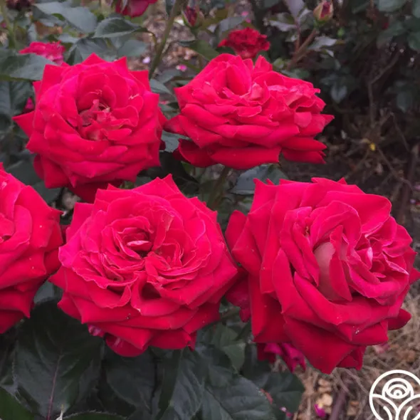 Heirloom Roses Smart & Sassy Best