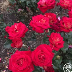 Heirloom Roses Smart & Sassy Best