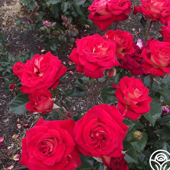 Heirloom Roses Smart & Sassy Best