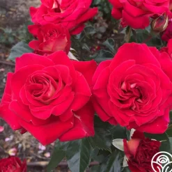 Heirloom Roses Smart & Sassy Best
