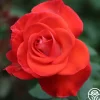 Heirloom Roses Smokin’ Hot™ New