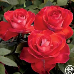 Heirloom Roses Smokin’ Hot™ New
