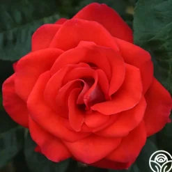 Heirloom Roses Smokin’ Hot™ New