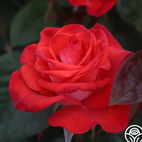 Heirloom Roses Smokin’ Hot™ New