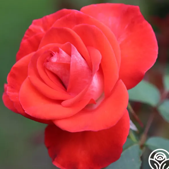 Heirloom Roses Smokin’ Hot™ New
