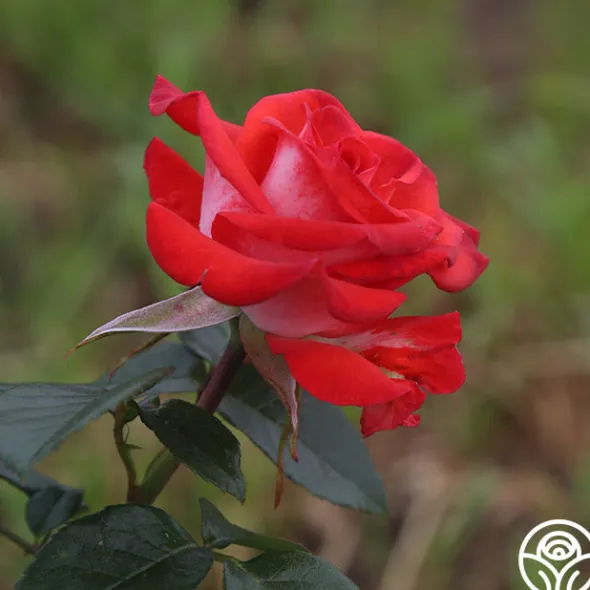Heirloom Roses Smokin’ Hot™ New