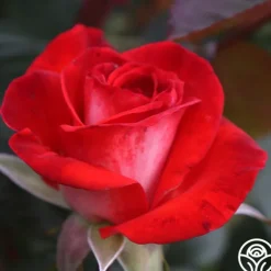 Heirloom Roses Smokin’ Hot™ New