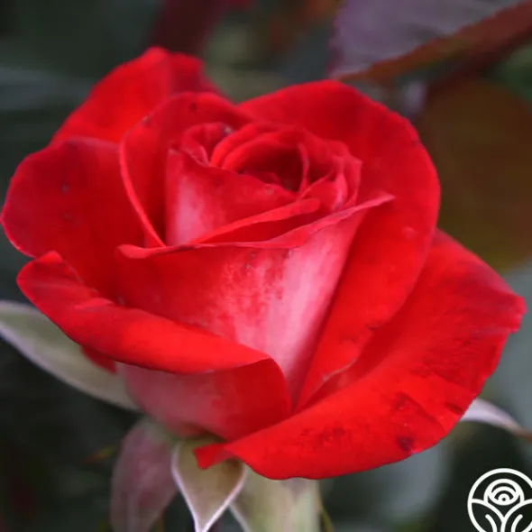 Heirloom Roses Smokin’ Hot™ New