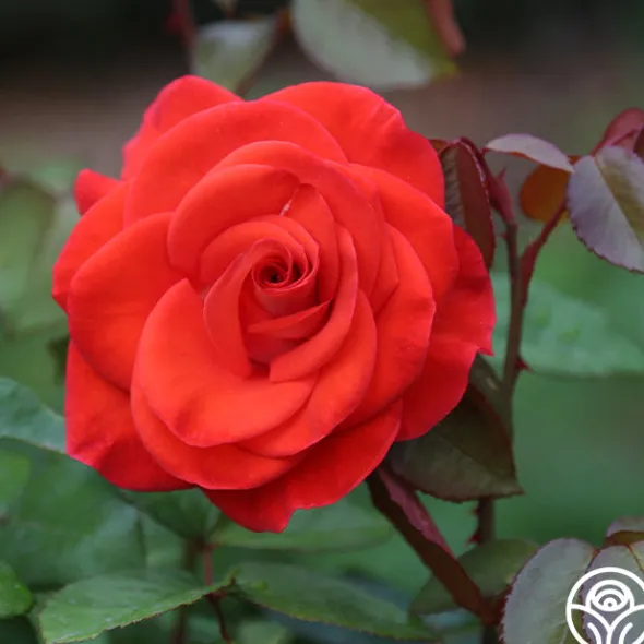 Heirloom Roses Smokin’ Hot™ New